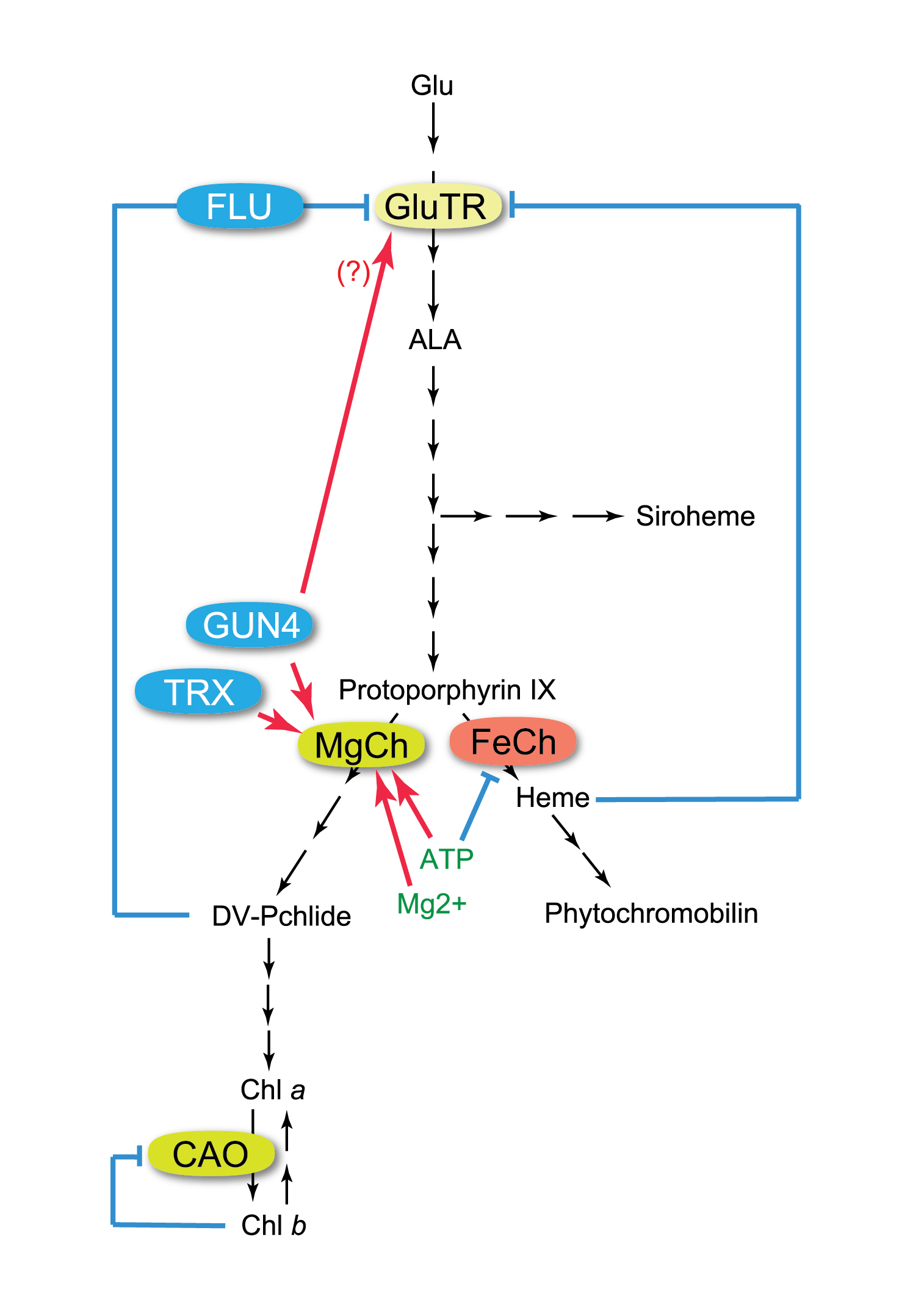 A tentative model of the S-layer of Deinococcus radiodurans R 1