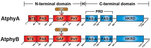 Phytochrome Signaling Mechanisms