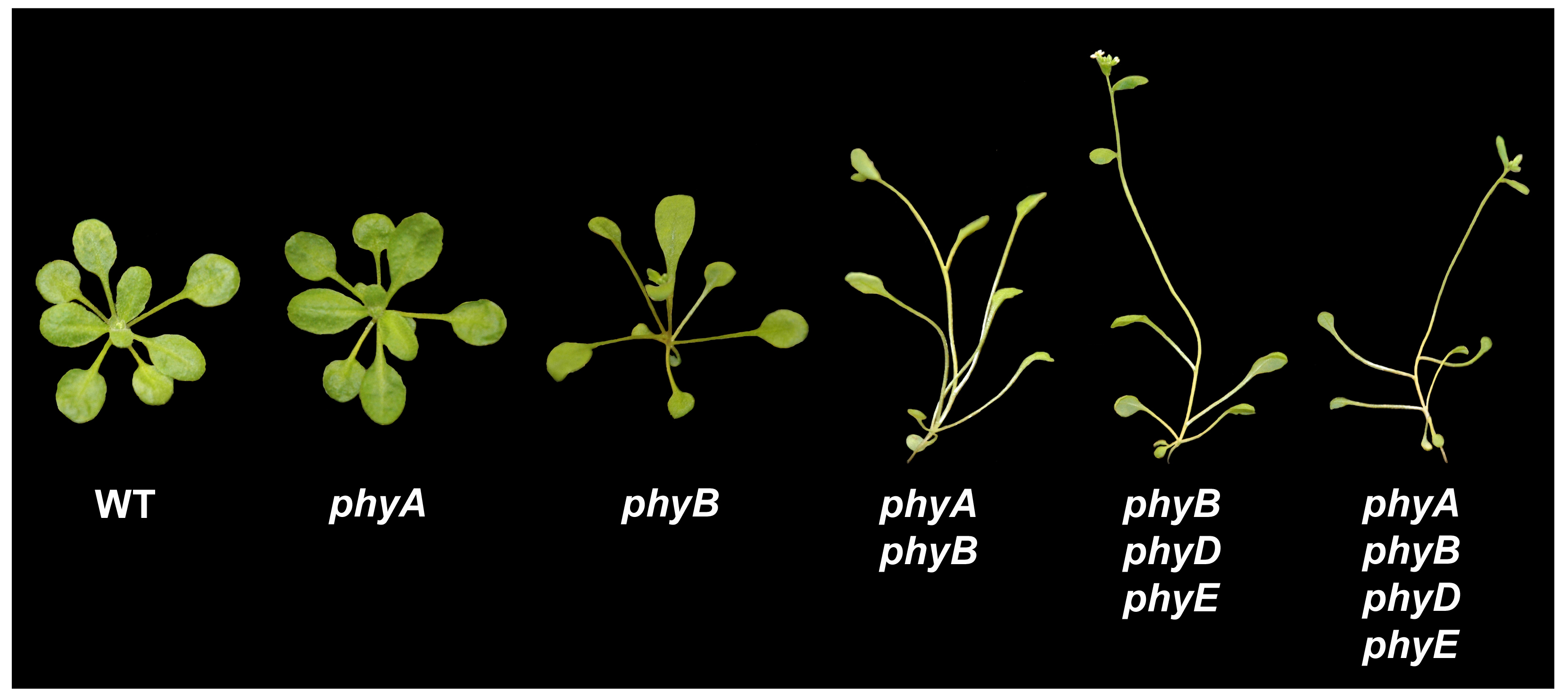 Phytochrome Signaling Mechanisms