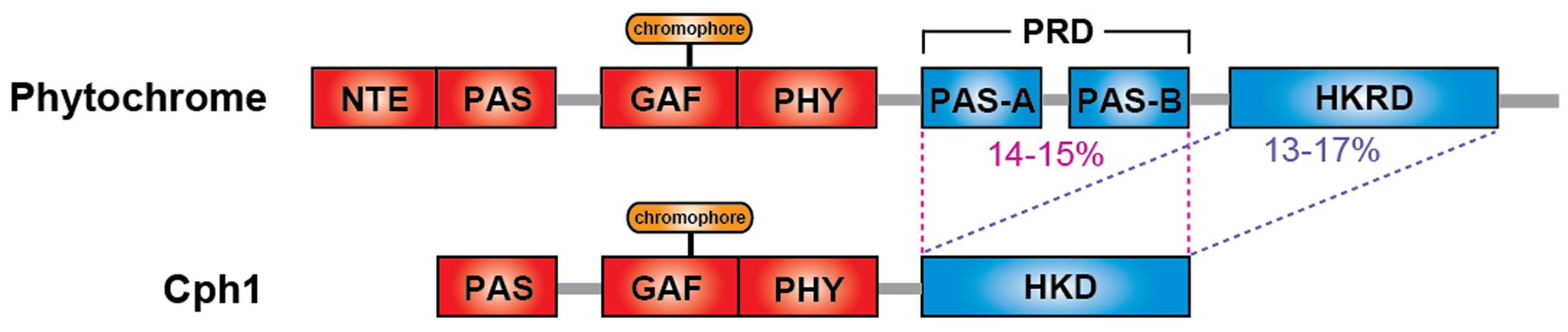 Phytochrome Signaling Mechanisms