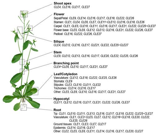 The Function Of The Cle Peptides In Plant Development And Plant Microbe Interactions