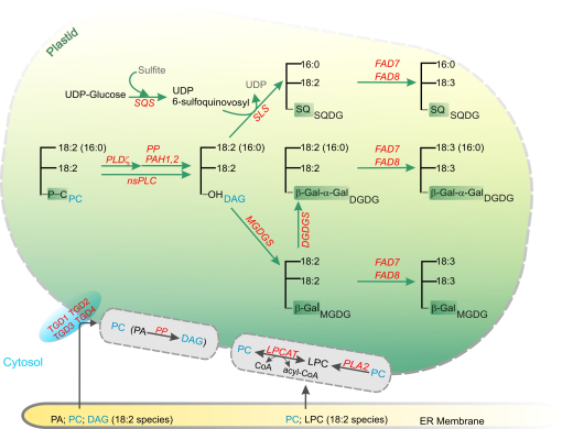 The changes of key genes for fat synthesis, deposition, and metabolism