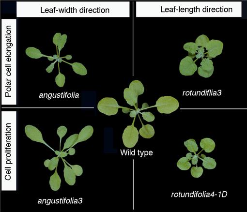 Leaf Development - Plant Ontology Wiki