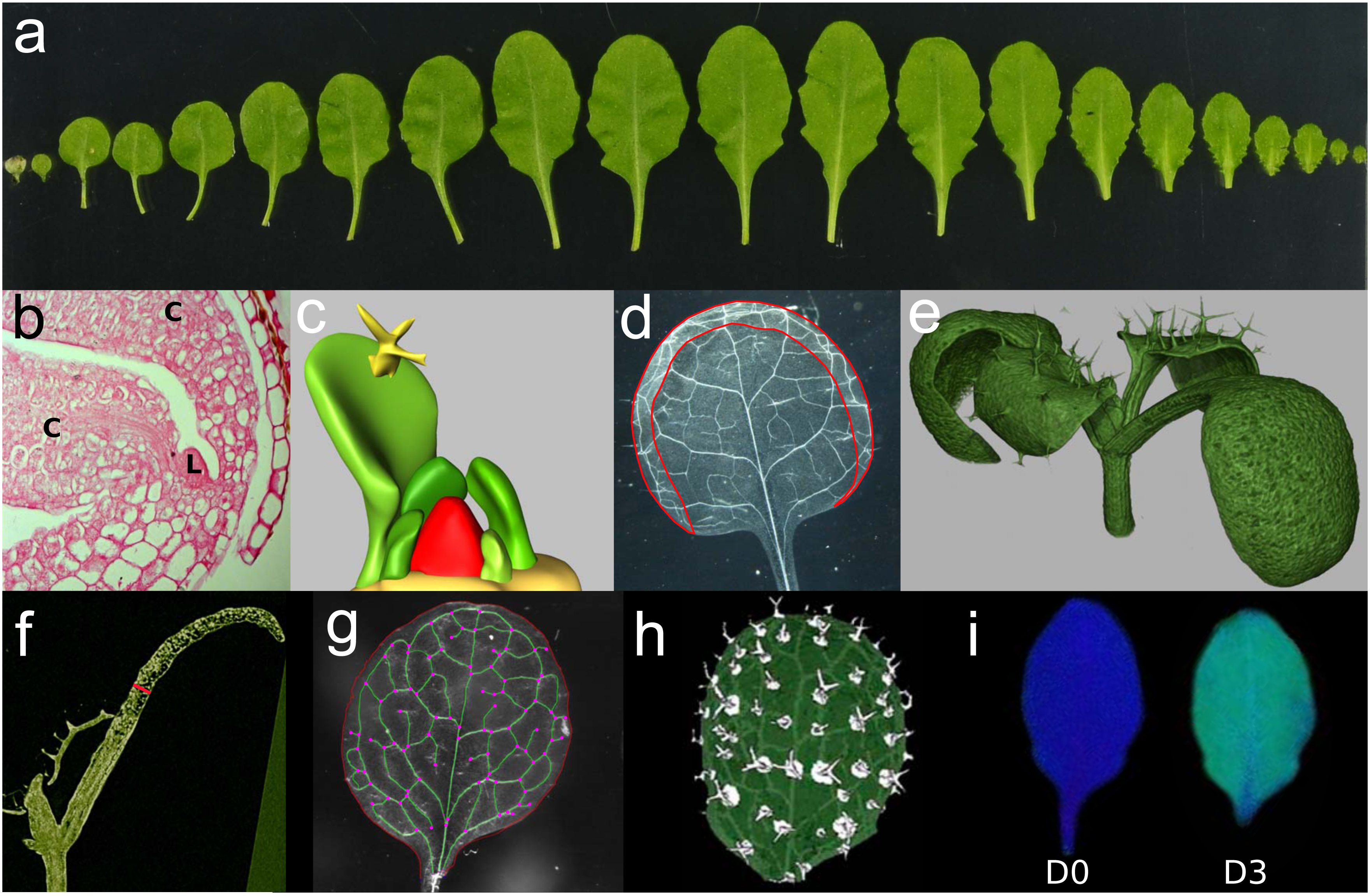A Journey Through A Leaf Phenomics Analysis Of Leaf Growth In