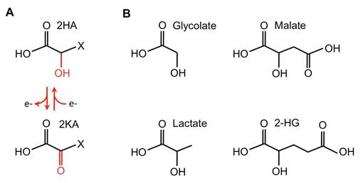 Hydroxy acids on sale