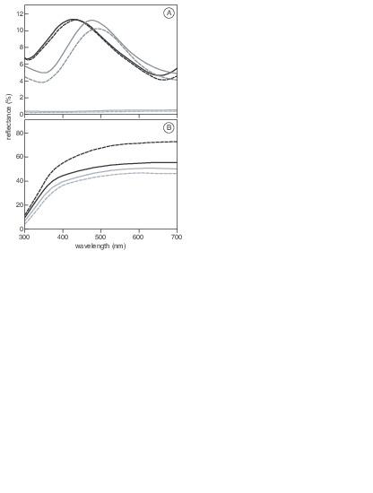 Sexual Dichromatism In The European Magpie Pica Pica Not As Black And White As Expected