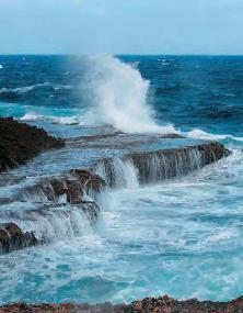 Checklist Of The Birds Of Aruba Curacao And Bonaire South Caribbean