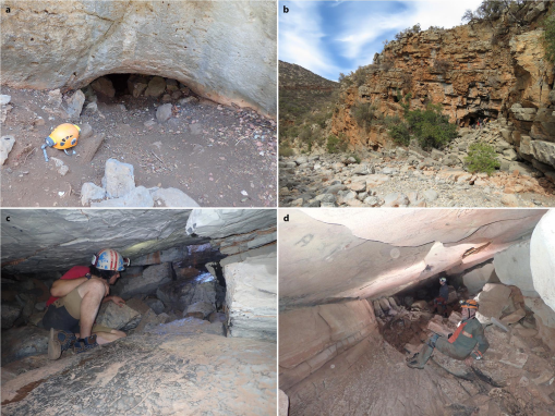 7 new spider species discovered in caves in Israel