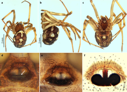 7 new spider species discovered in caves in Israel