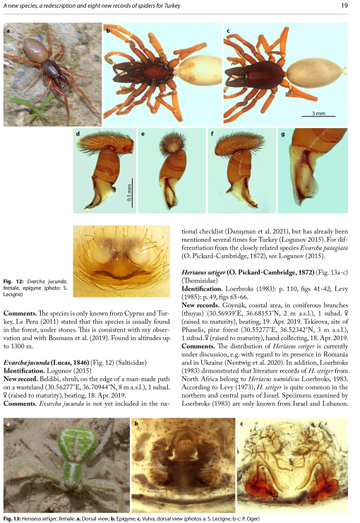 Full article: Three new species of the genus Speocera (Araneae