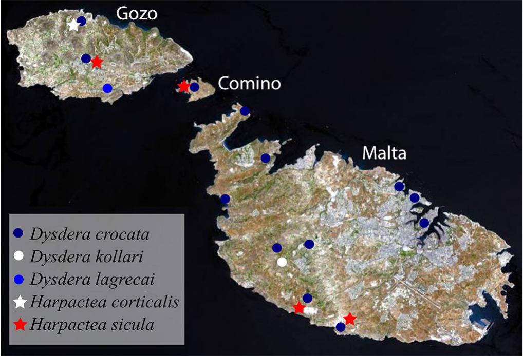 The Dysderidae of the Maltese Islands (Arachnida: Araneae)