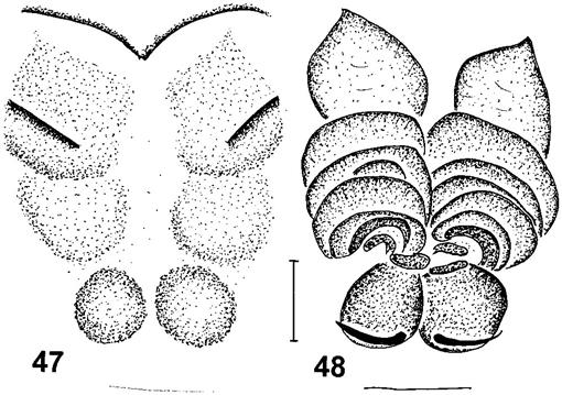 A Taxonomic Revision Of The Afrotropical Species Of Zelotes - 