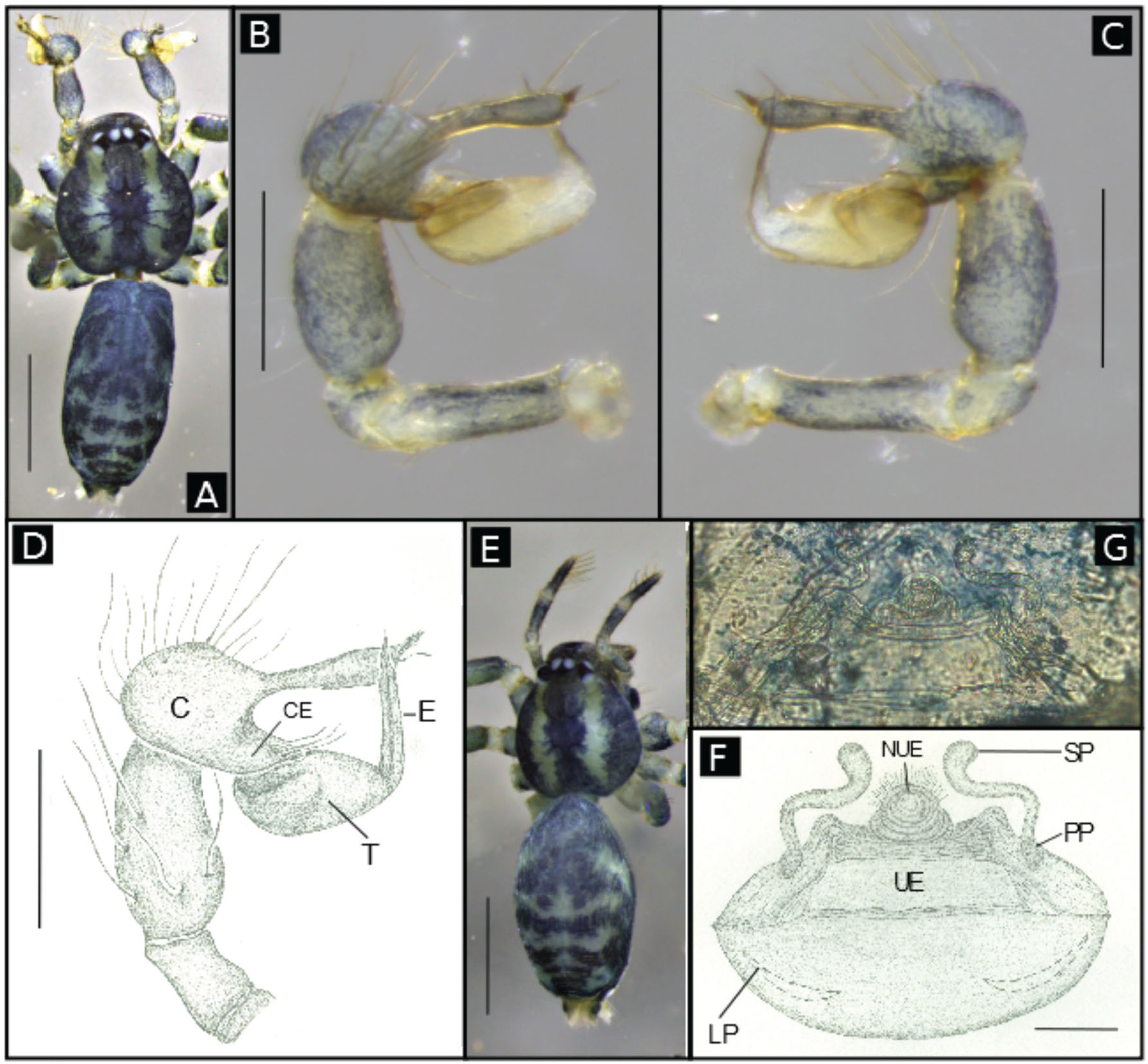 Full article: Three new species of the genus Speocera (Araneae:  Ochyroceratidae) from caves of the state of Minas Gerais, Brazil