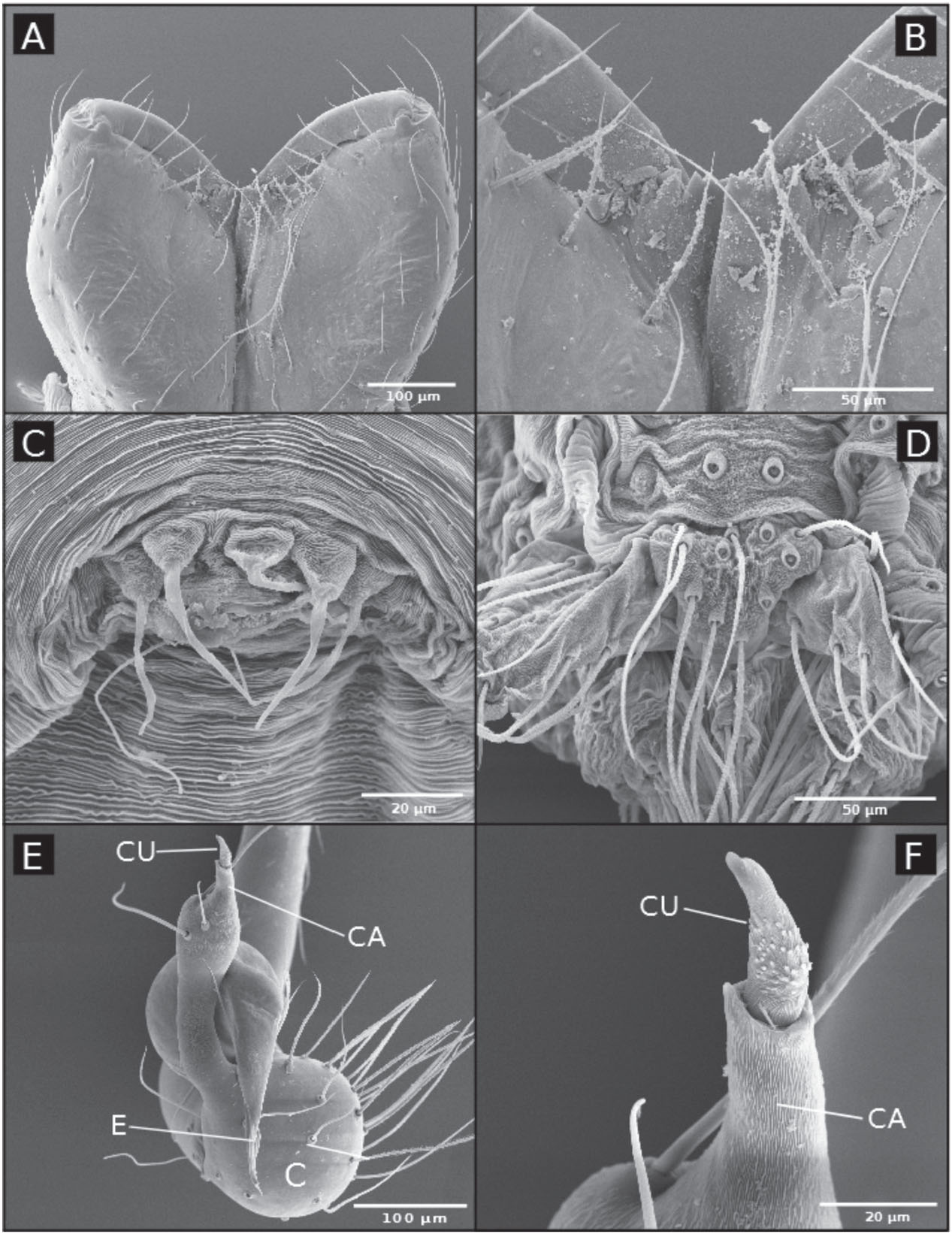 Full article: Three new species of the genus Speocera (Araneae:  Ochyroceratidae) from caves of the state of Minas Gerais, Brazil