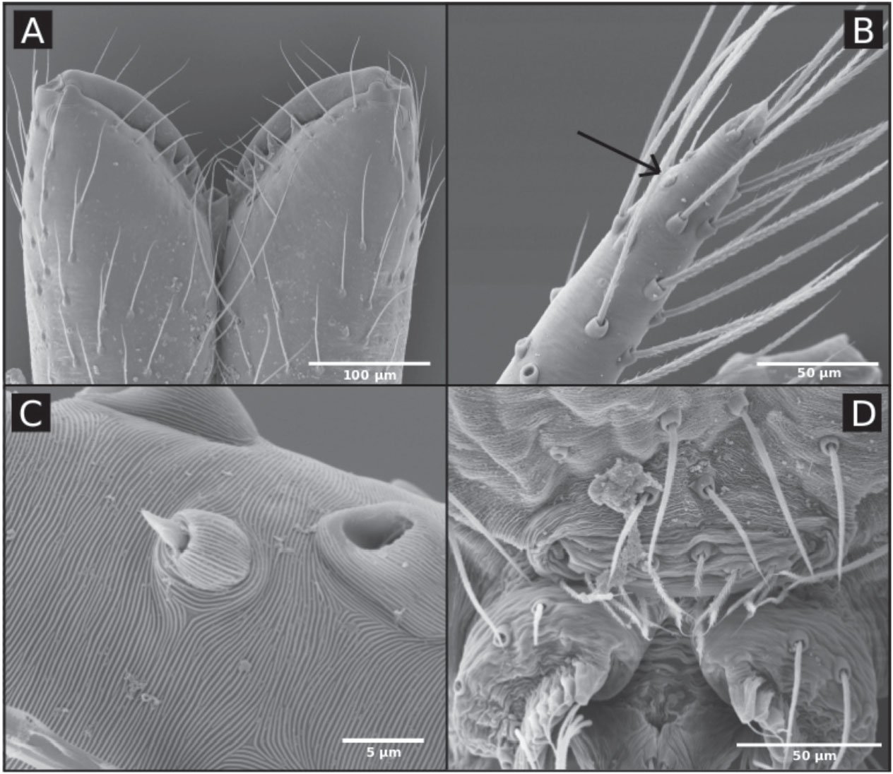 Full article: Three new species of the genus Speocera (Araneae:  Ochyroceratidae) from caves of the state of Minas Gerais, Brazil