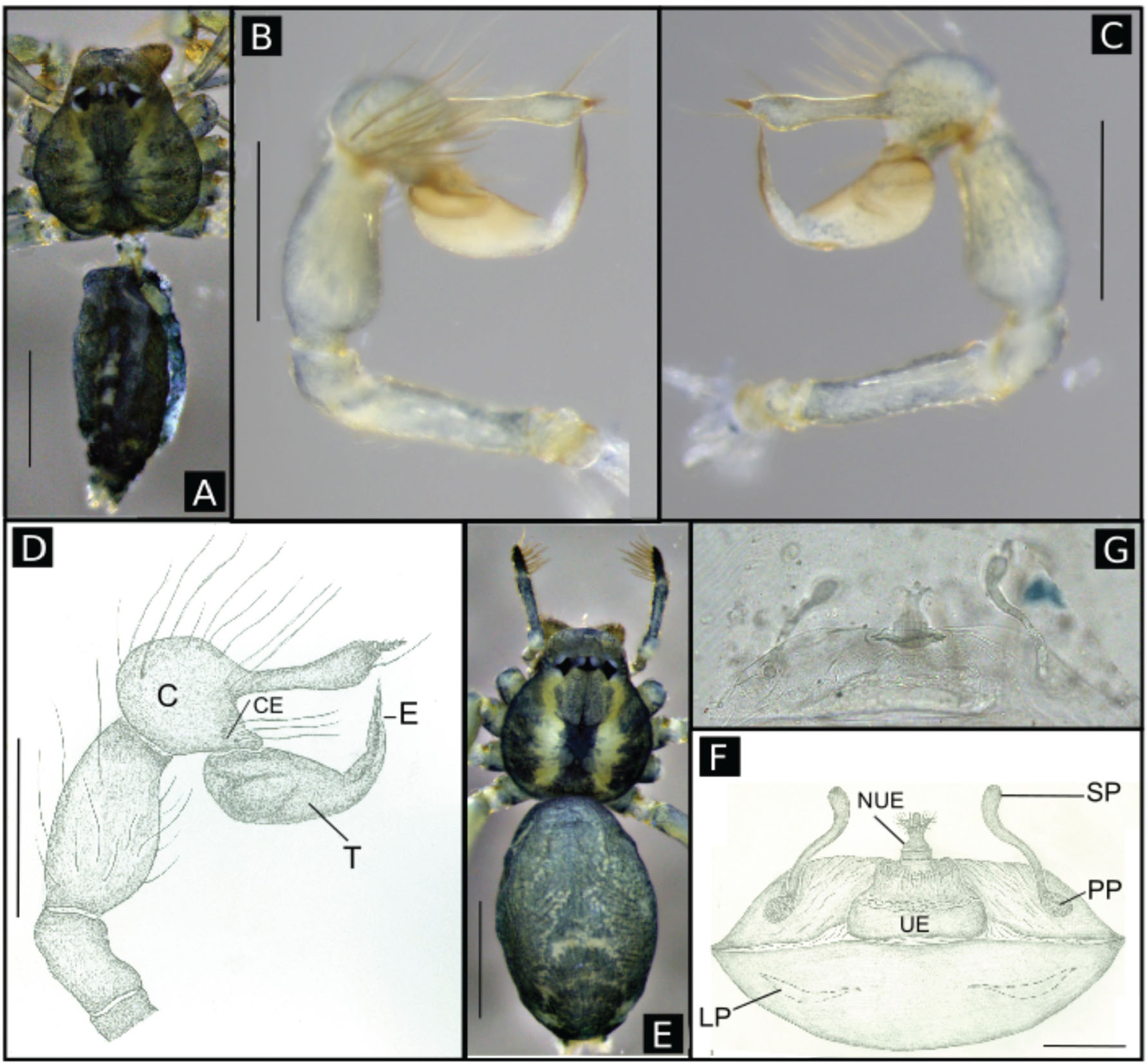 Full article: Three new species of the genus Speocera (Araneae:  Ochyroceratidae) from caves of the state of Minas Gerais, Brazil