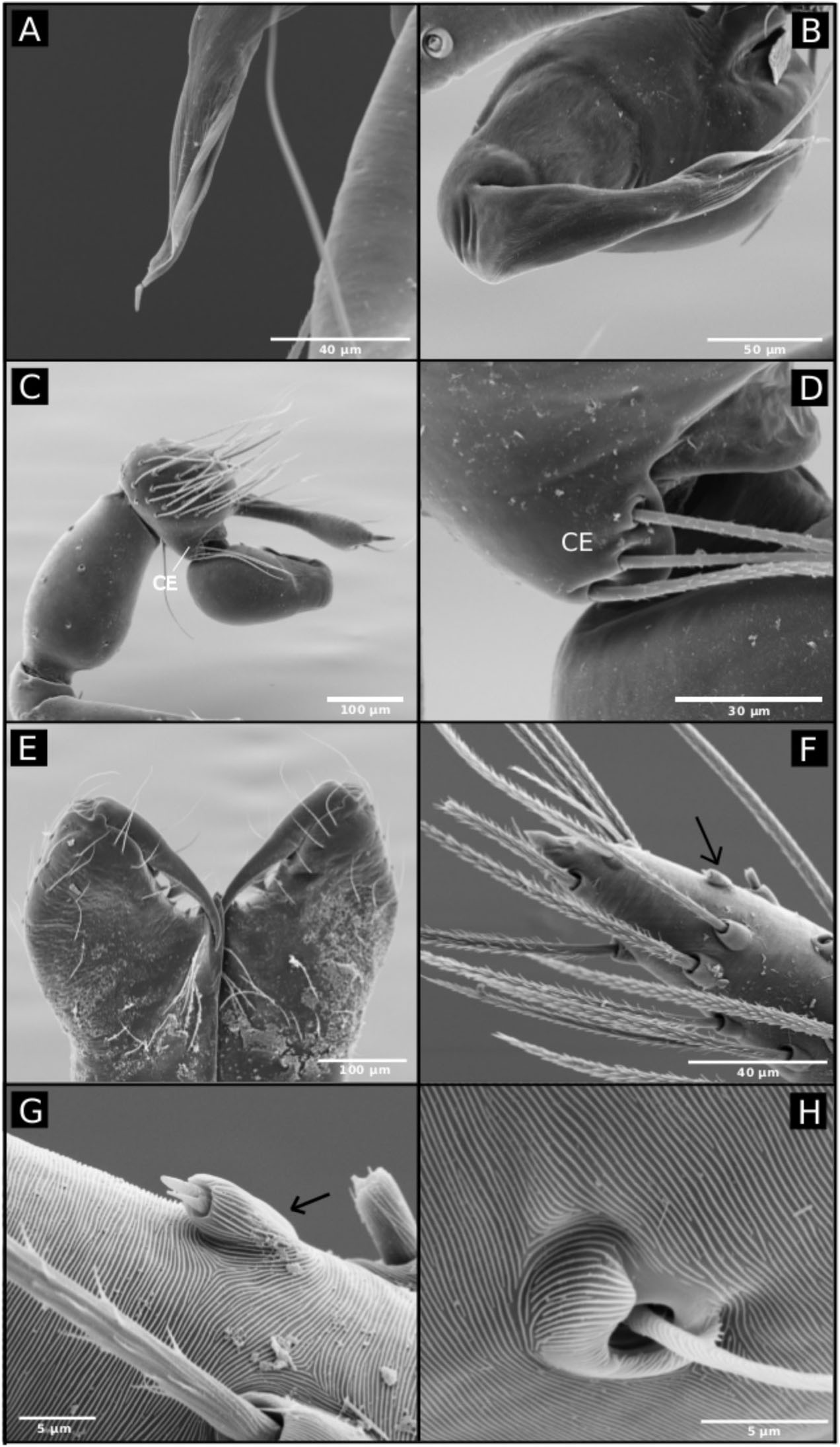 Full article: Three new species of the genus Speocera (Araneae:  Ochyroceratidae) from caves of the state of Minas Gerais, Brazil