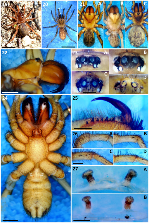 New trapdoor spider species found in arid Karoo region