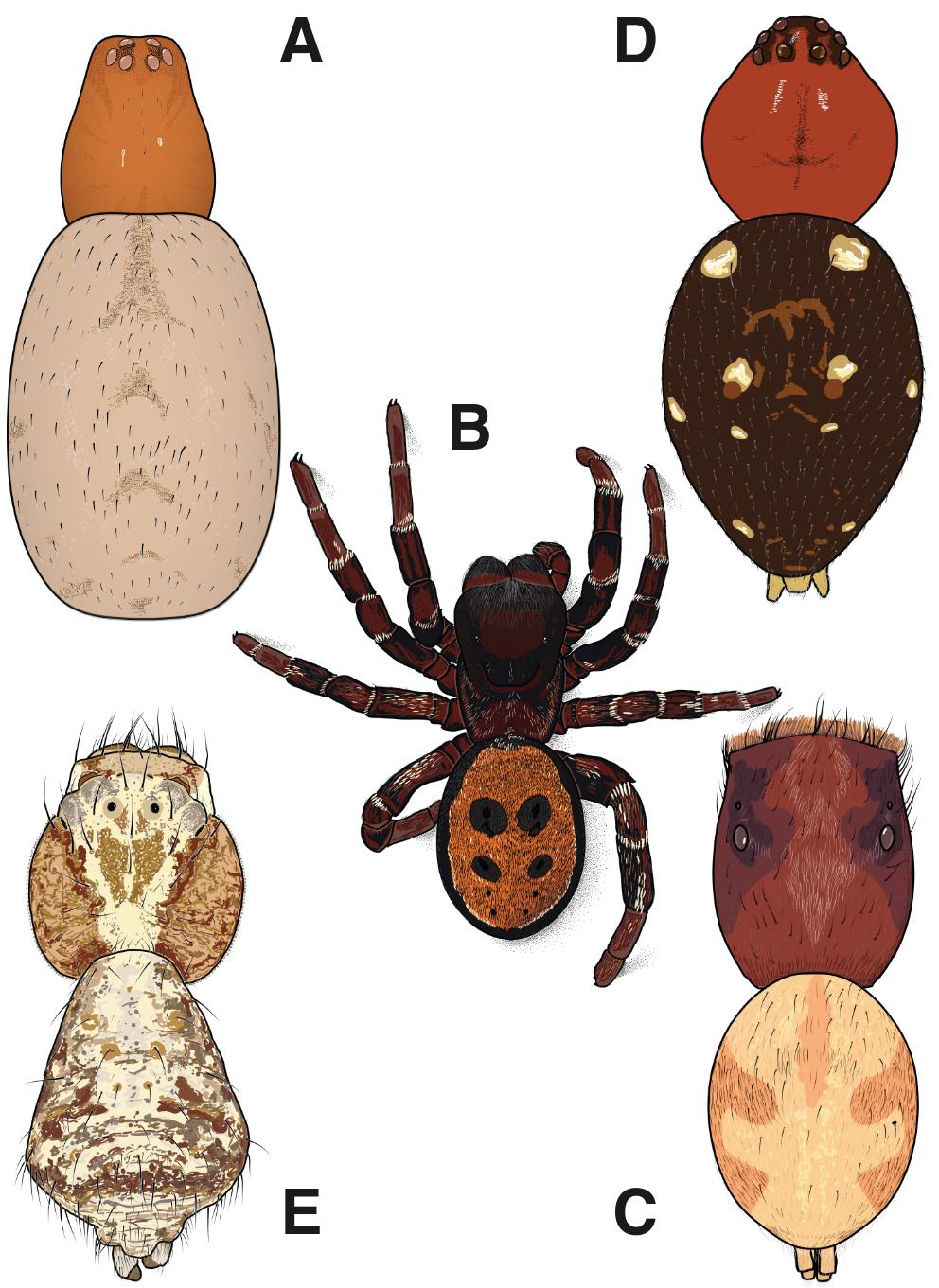 South European Spiders From The Duffey Collection In The Manchester Museum Arachnida Araneae