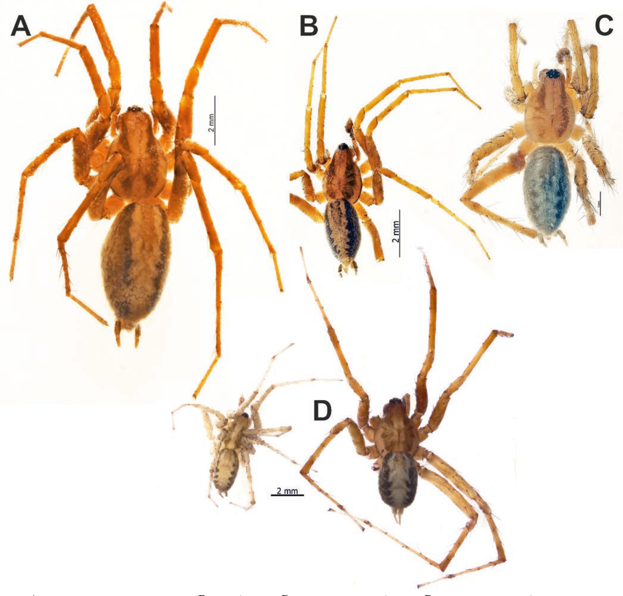 A review of Agelenini (Araneae: Agelenidae: Ageleninae) of Iran and ...