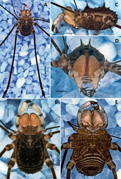 Finance Colombia » Study Details Four New Spider Species Found in Colombian  Pacific Region