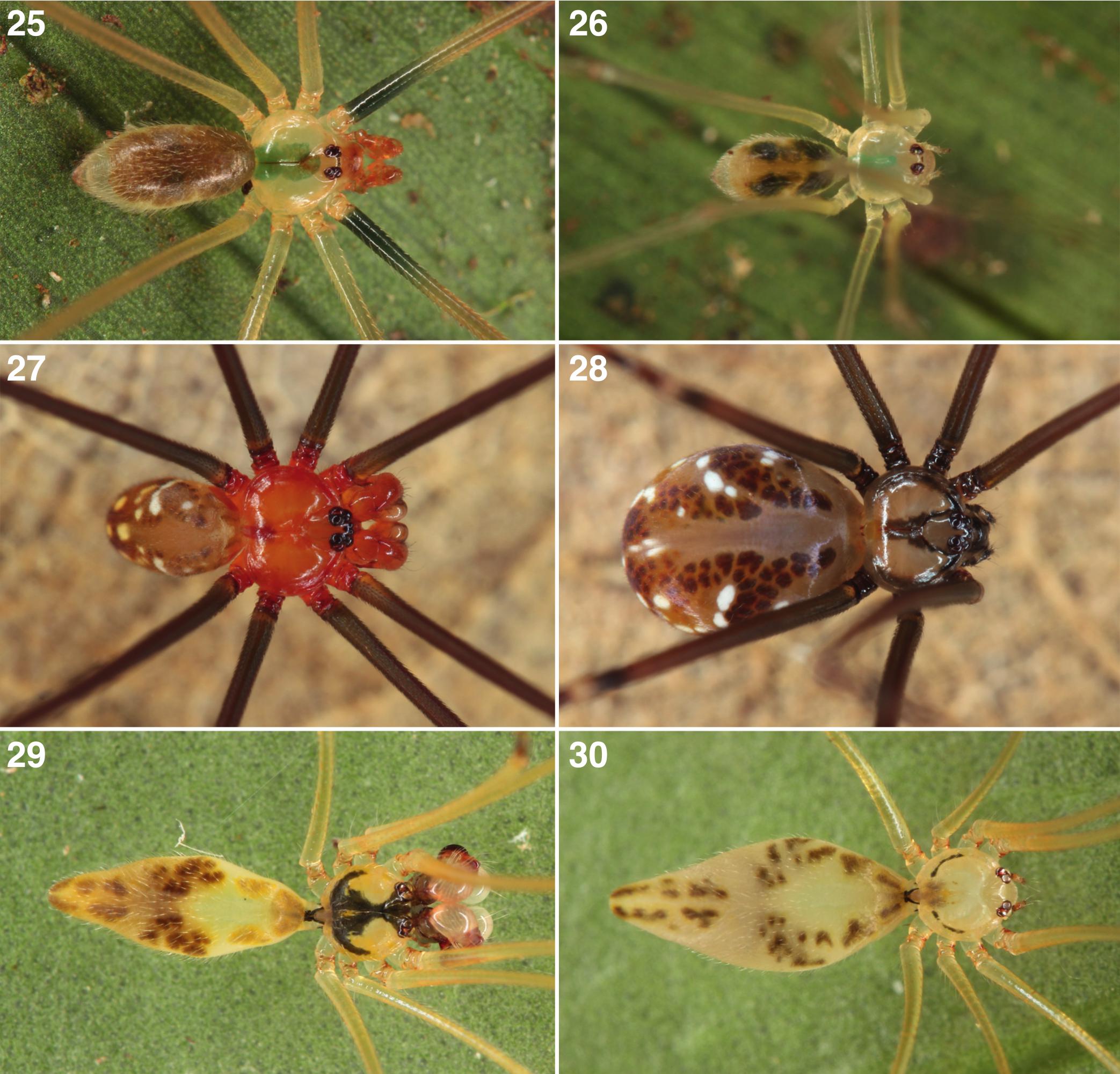 Daddy-long-legs spider - Pholcus opilionoides 