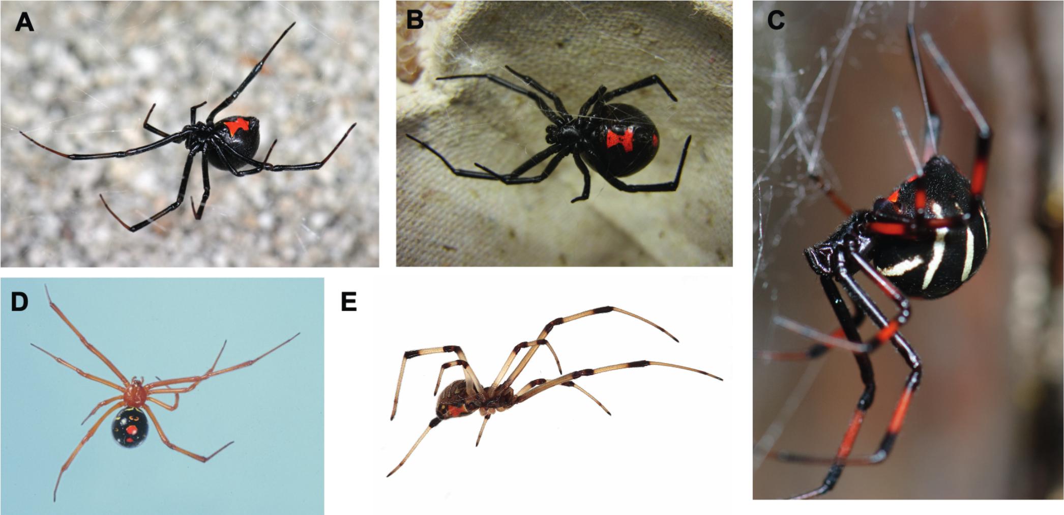 PDF) Strains in the exoskeleton of spiders