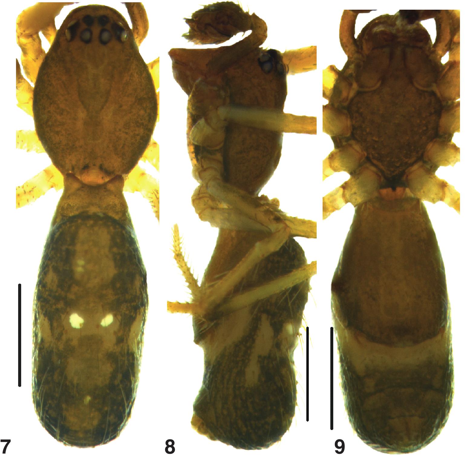 New records of Coleosoma blandum O. Pickard-Cambridge, 1882 and C ...