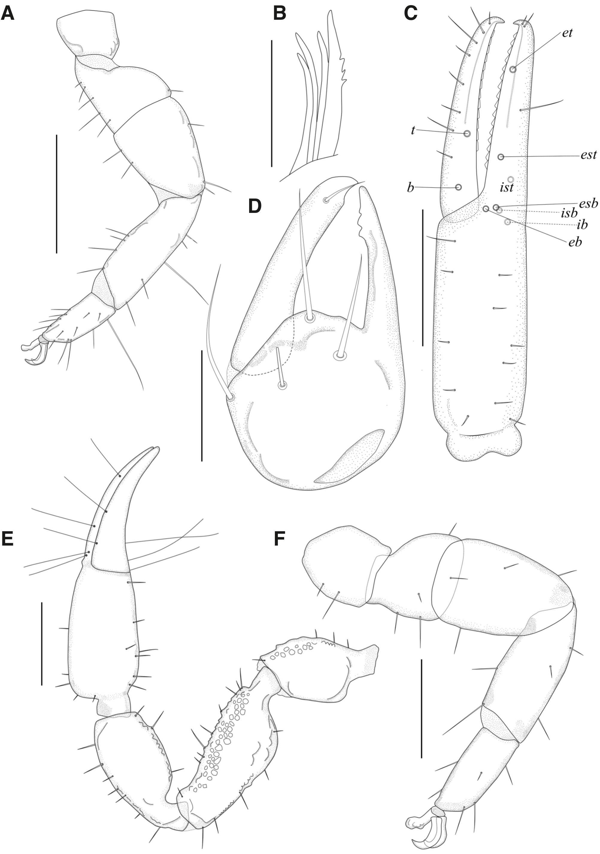 Bridging gaps: first record of Sternophoridae (Pseudoscorpiones ...