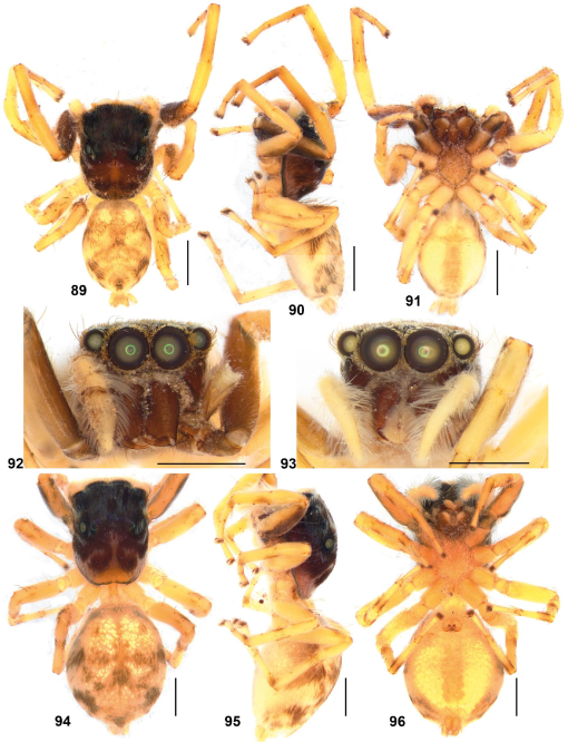 JUMPING SPIDER - Cambridge English Dictionary