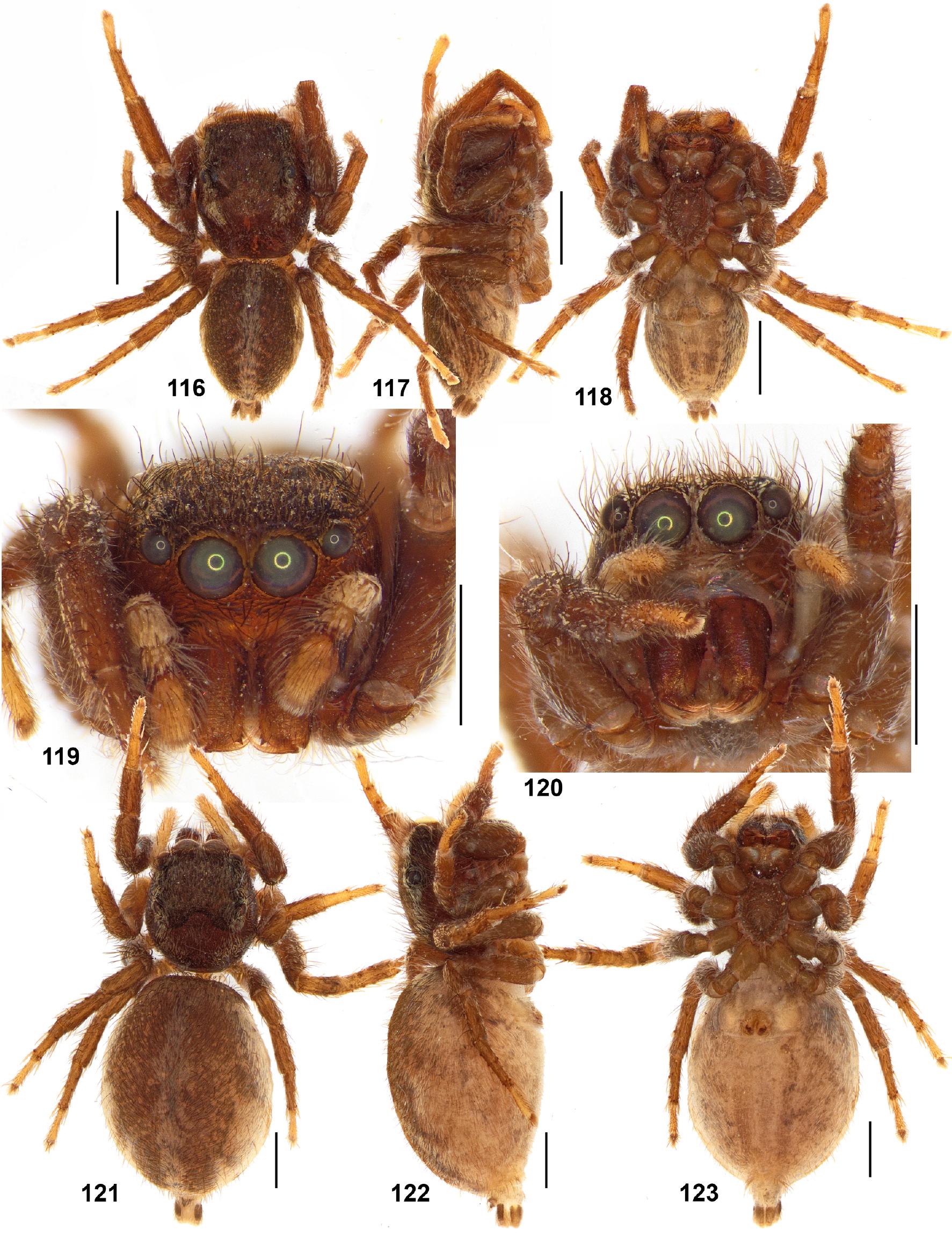 JUMPING SPIDER - Cambridge English Dictionary