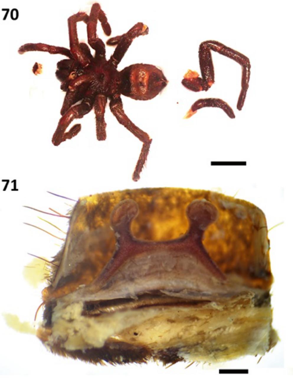 new Megaphobema species changes of notes with Pocock, and redescriptions, taxonomic sex, description records, Pamphobeteus 1901: in missing (Araneae: a and Theraphosidae) 1901 Pocock,