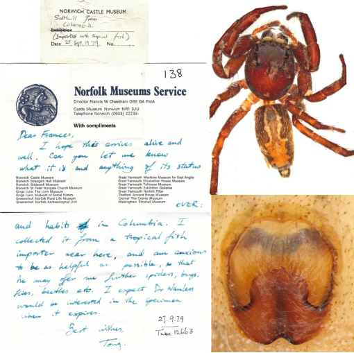 Arachnophobes Beware! The Birth of Spider Nomenclature Just in Time for  Halloween! – Biodiversity Heritage Library