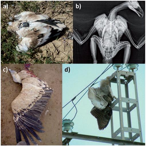 Even Turkey Vultures Face an Uncertain Future in the Anthropocene
