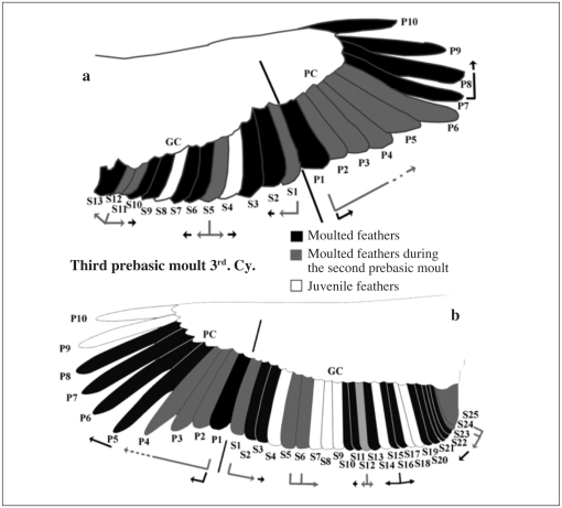 Moult In Birds Of Prey A Review Of Current Knowledge And