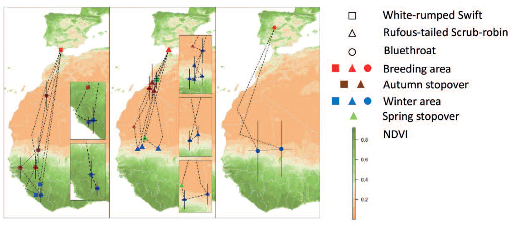 Migration Strategies of Iberian Breeding White-Rumped Swifts Apus ...
