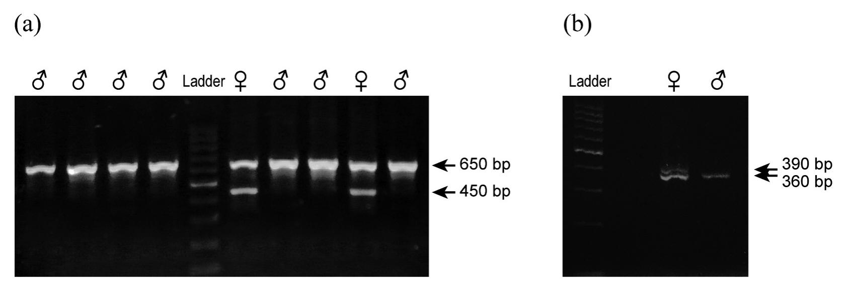 Rapid And Low Cost Molecular Sexing Of A Corvid Songbird Using A Single Protocol With Two Universal Primer Sets