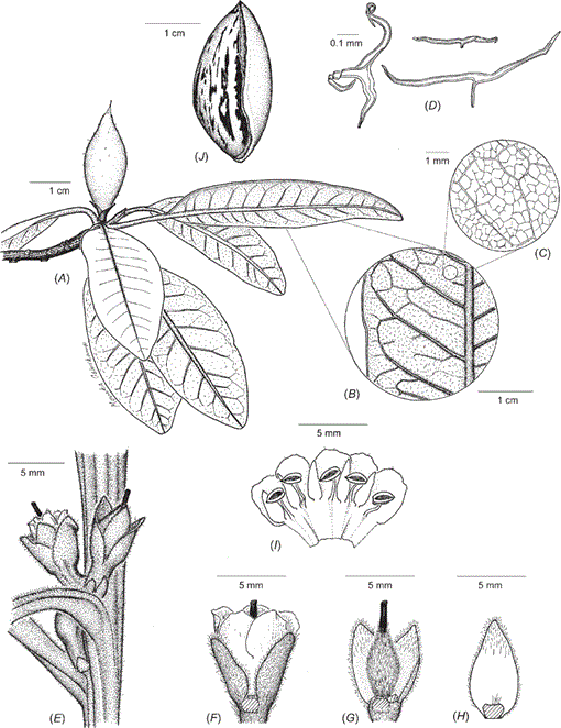 Revision of Pichonia (Sapotaceae) in New Caledonia