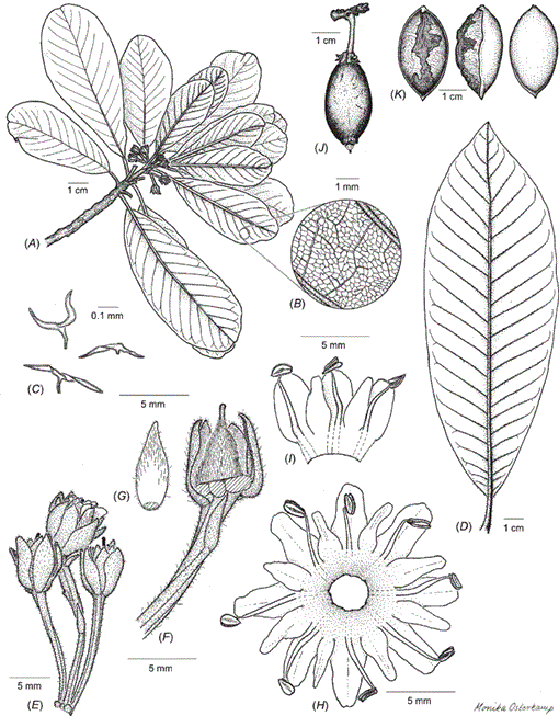 Revision of Pichonia (Sapotaceae) in New Caledonia