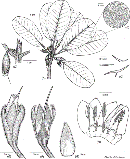 Revision of Pichonia (Sapotaceae) in New Caledonia