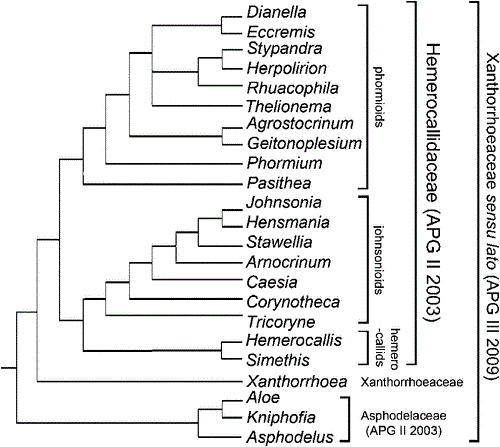 The Trichotomosulcate Asparagoids Pollen Morphology Of Hemerocallidaceae In Relation To Systematics And Pollination Biology