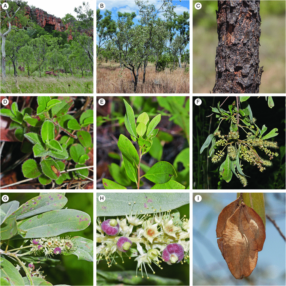 Examining range disjunctions in Australian Terminalia (Combretaceae ...