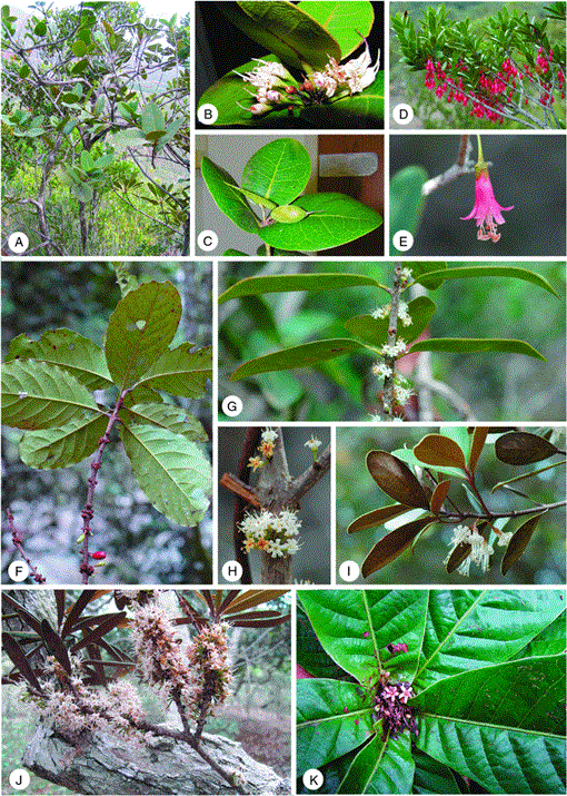 Revision of Pycnandra subgenus Leptostylis and description of subgenus ...