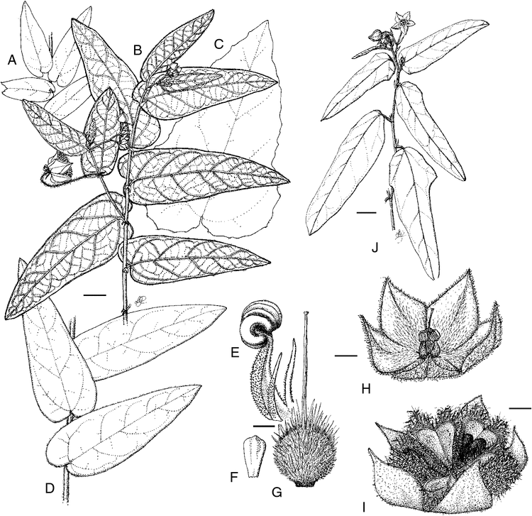 Seringia revised to include Keraudrenia (Lasiopetaleae: Malvaceae s.l.)