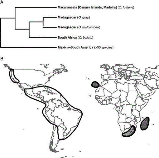 Biogeographic relationships between Macaronesia and the Americas