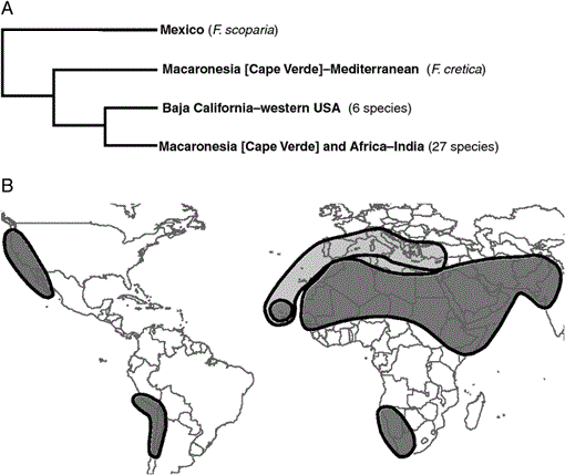 Biogeographic relationships between Macaronesia and the Americas