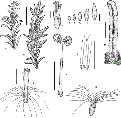 A revision of Cassinia (Asteraceae: Gnaphalieae) in Australia. 7. Cassinia  subgenus Achromolaena