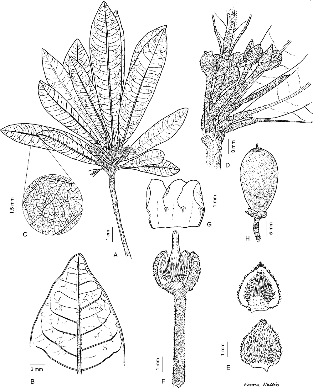 Phylogeny, species delimitation and revision of Pleioluma (Sapotaceae ...