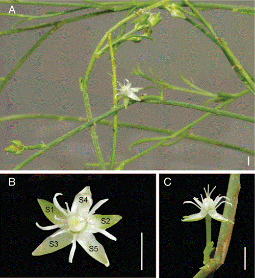 Floral development and anatomy of Macarthuria australis (Macarthuriaceae):  key to understanding the unusual initiation sequence of Caryophyllales