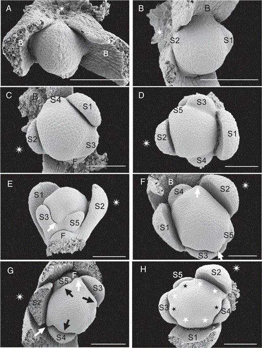 Floral development and anatomy of Macarthuria australis ...